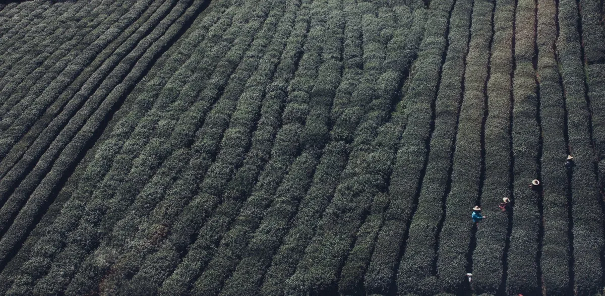 Tea Leaves